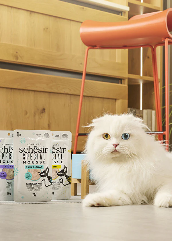 special mousse schesir