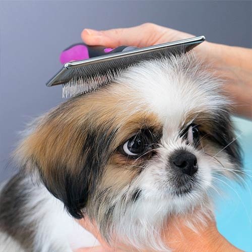 carda pua suave para perros carda pua suave para perros