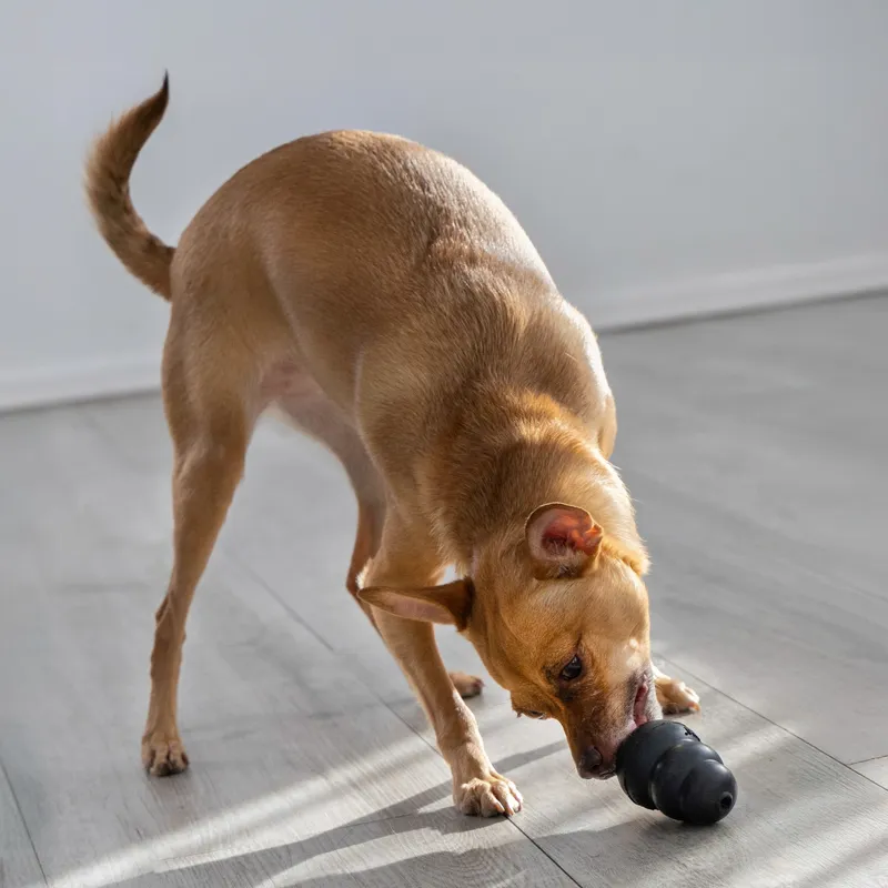 Kong EXTREME para Perros – Mordedor Rellenable resistente Kong EXTREME para Perros - Mordedor Rellenable resistente