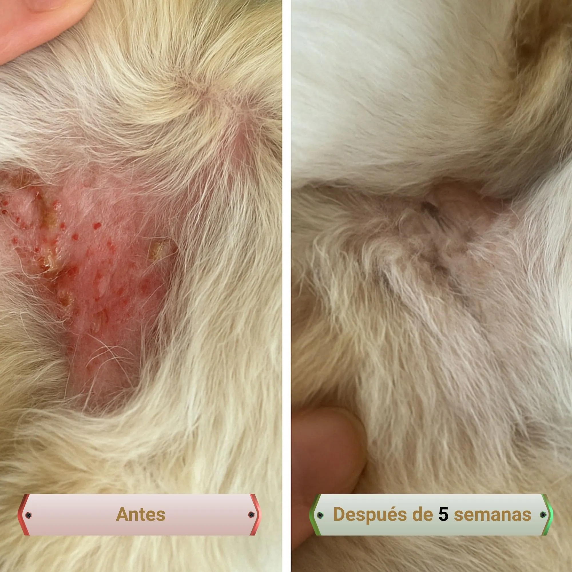 Suplemento para picores y lamido – Picorfix CHEW para perro
