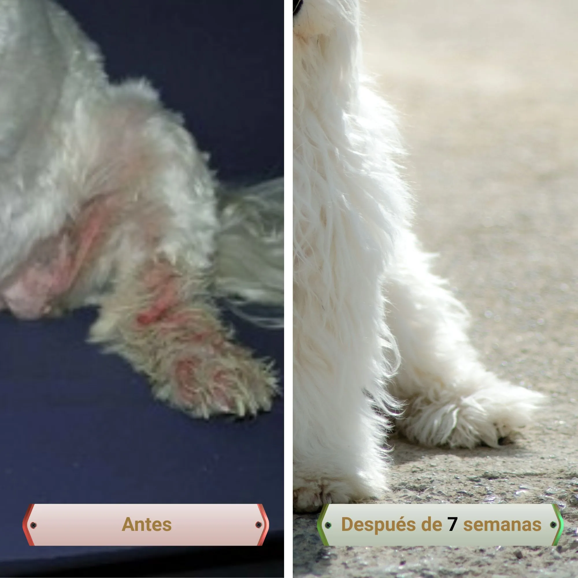 Suplemento para picores y lamido – Picorfix CHEW para perros