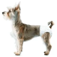 pañales para perros pequeños macho y hembra