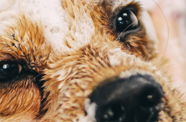 Cepillado y deslanado en peluquería canina en Ferrol