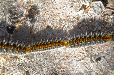 oruga procesinaria del pino como combatir picadura