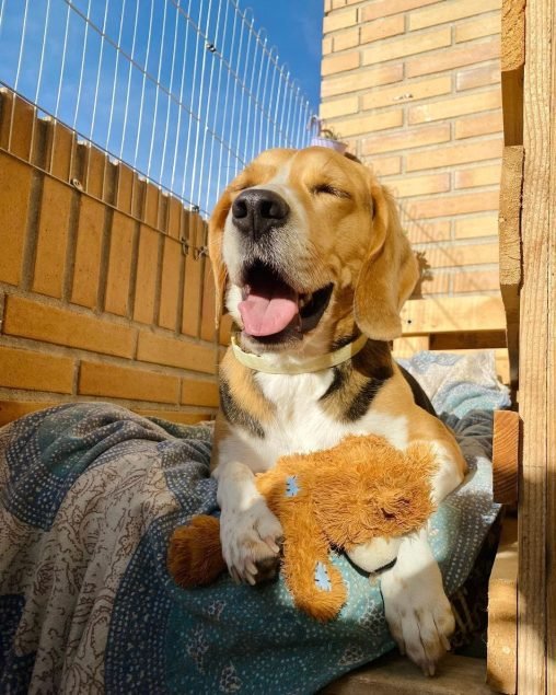 osito kong peluche para perros osito kong peluche para perros