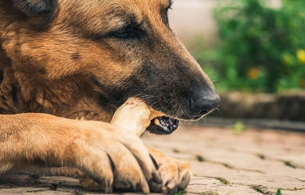 perro comiendo hueso perro comiendo hueso